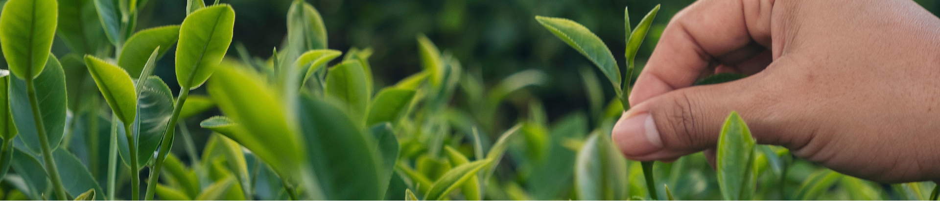 A close-up of a hand gently picking fresh green tea leaves from a lush, leafy plant.