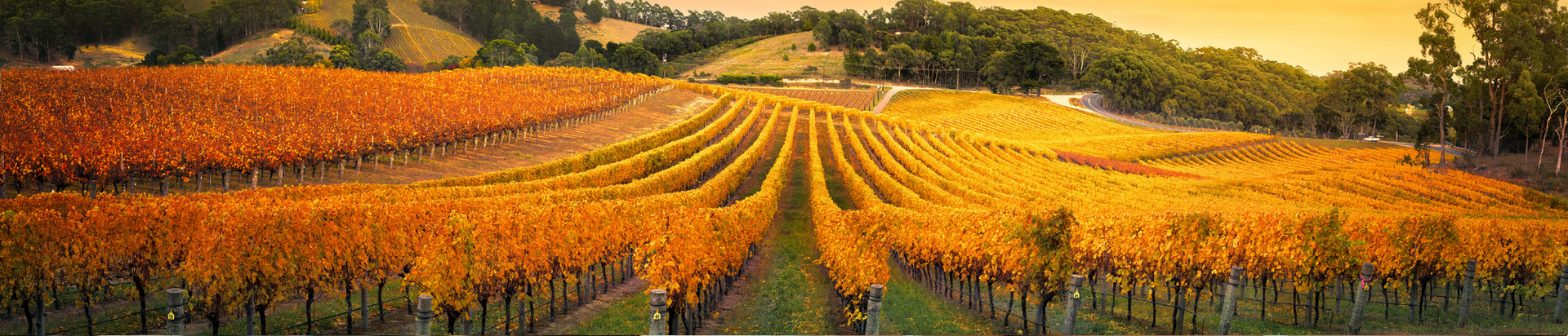 Panoramic view of a vineyard with rows of grapevines in rich autumn colors, golden yellow and orange, set against rolling hills and a warm, glowing sky.