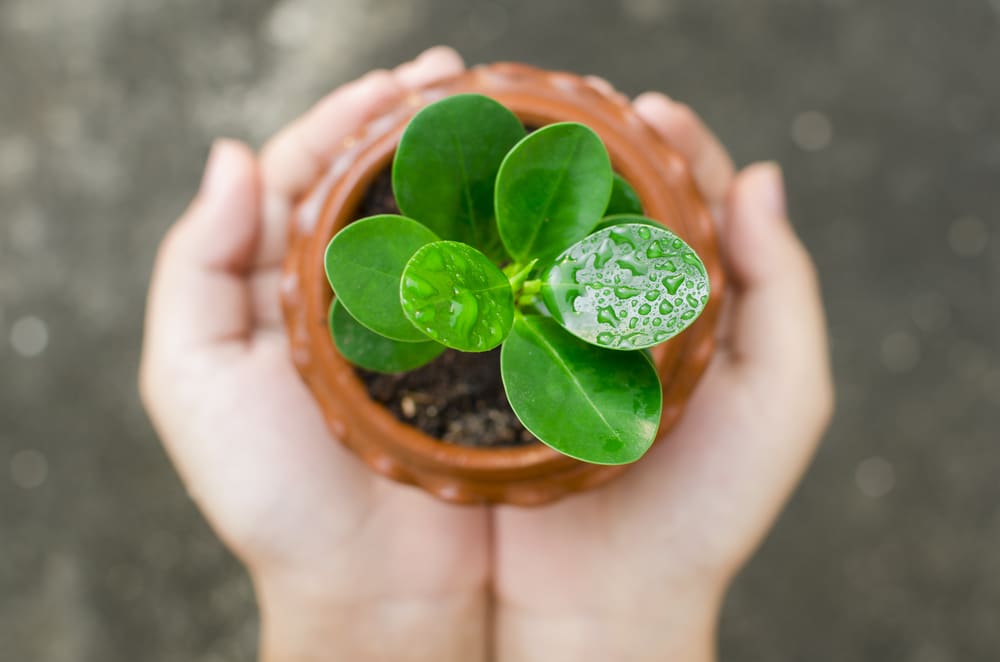Hands holding a small potted green plant
